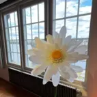 Jätteblomma 150cm