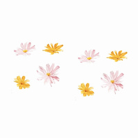 Pappersblommor 40-60cm