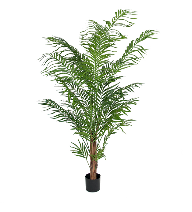 Palm Areca 180cm