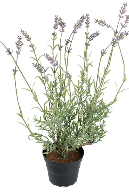 Lavendel konstväxt
