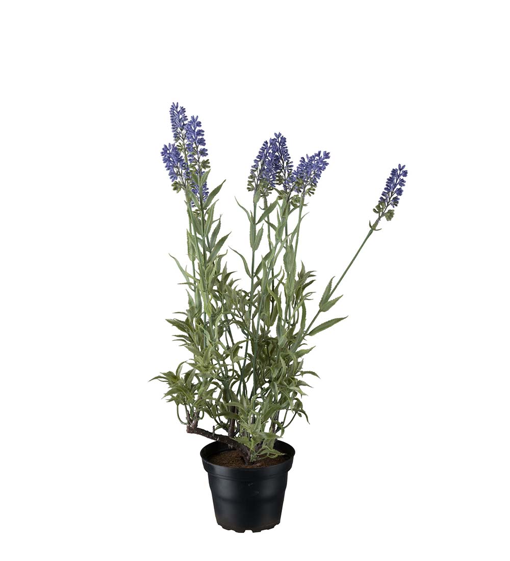 Lavendel konstväxt