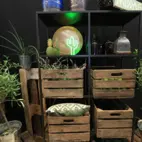 Ananas grön/guld