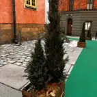 Cypress 90cm