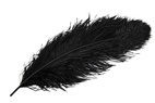 Strutsfjäder svart