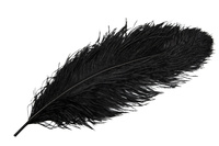 Strutsfjäder svart