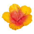 Hibiskus diam 30cm