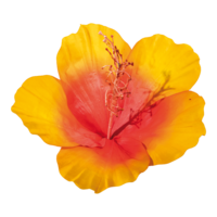 Hibiskus diam 30cm