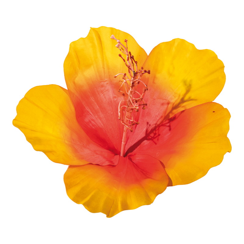 Hibiskus diam 30cm