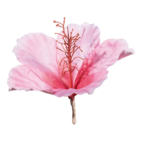 Hibiskus diam 30cm