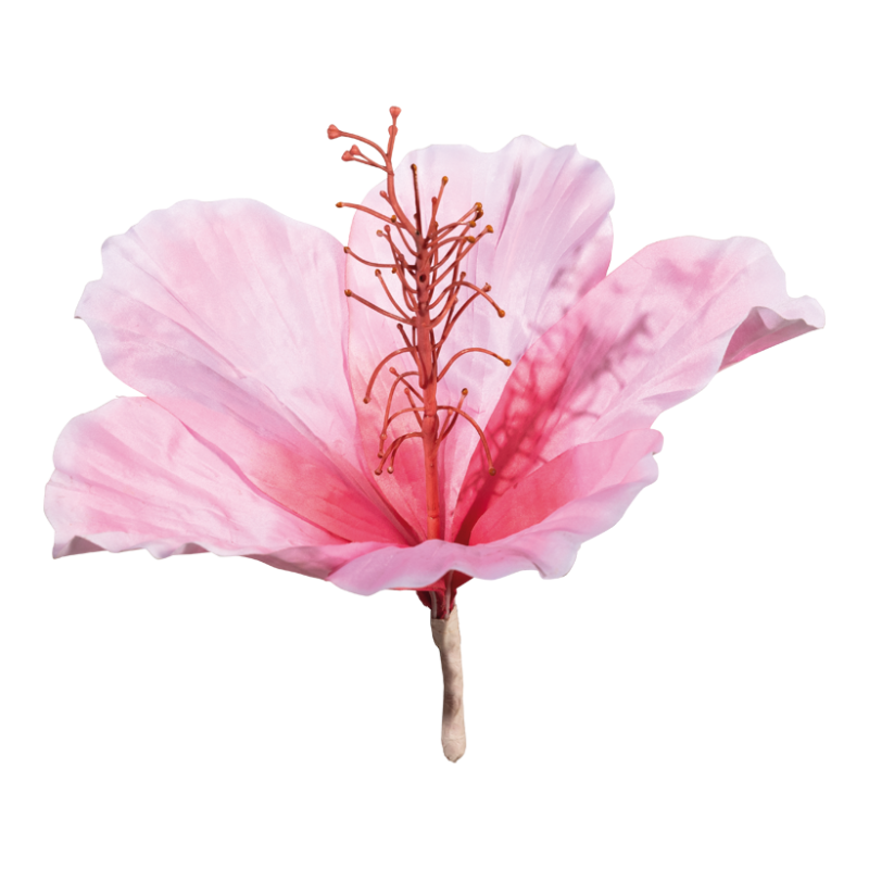 Hibiskus diam 30cm