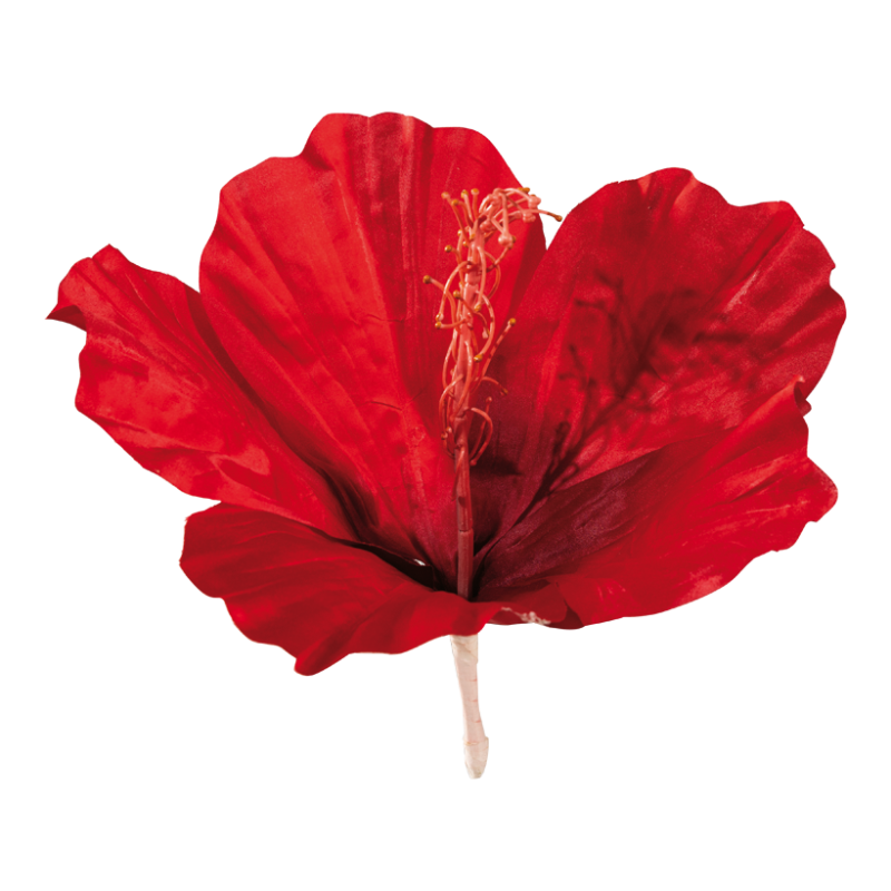 Hibiskus diam 30cm