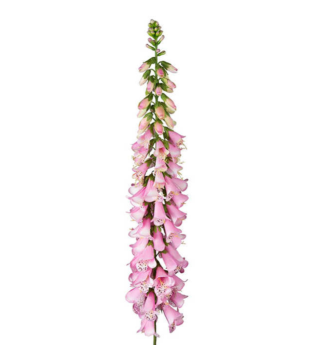 Snittblommor konst
