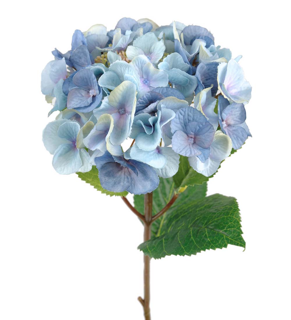 Hortensia blå konst
