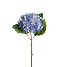 Hortensia blå konst