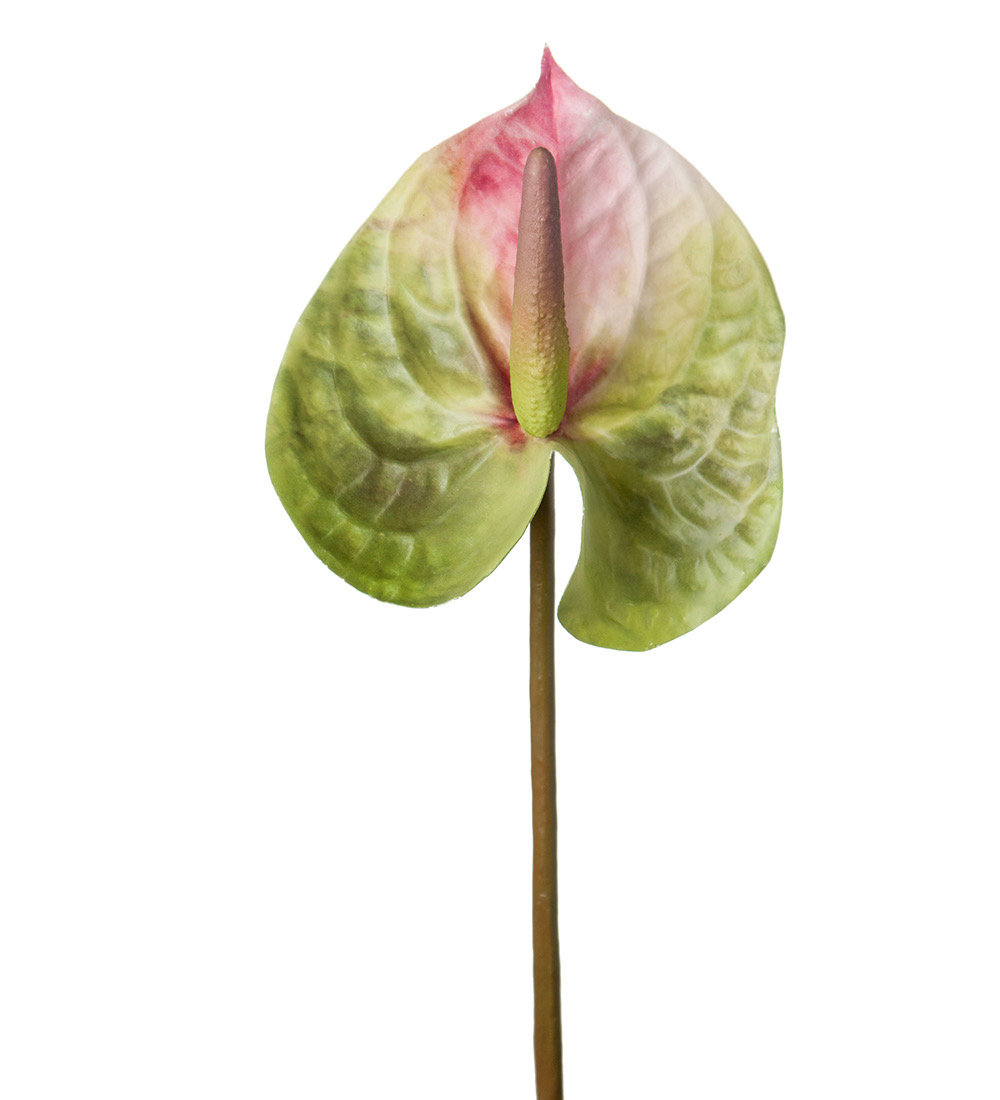 Snittblommor tropiska