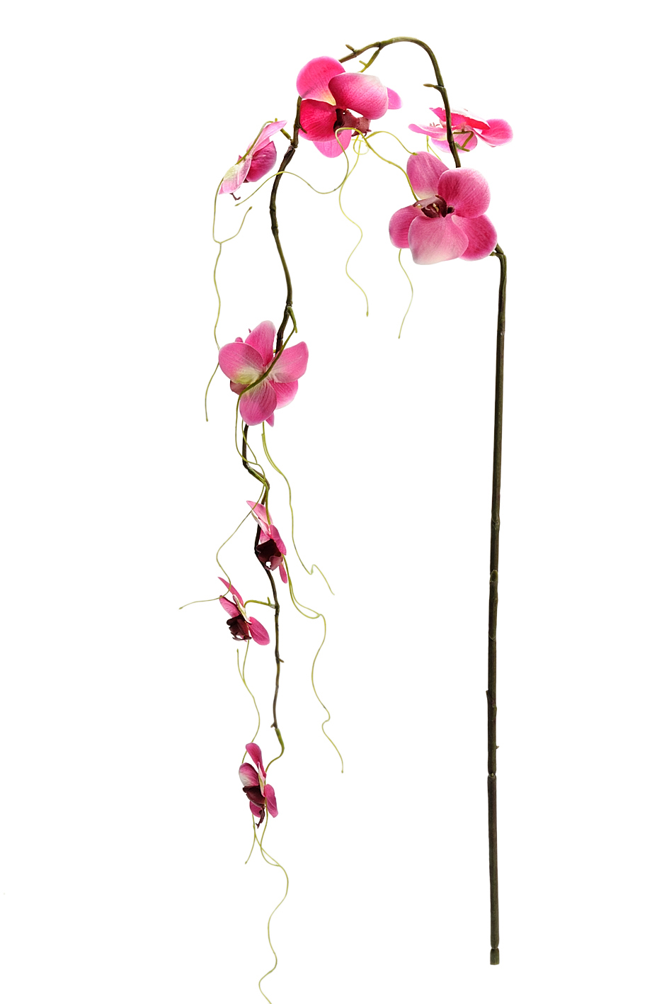 Snittblommor tropiska