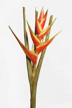 Snittblommor tropiska