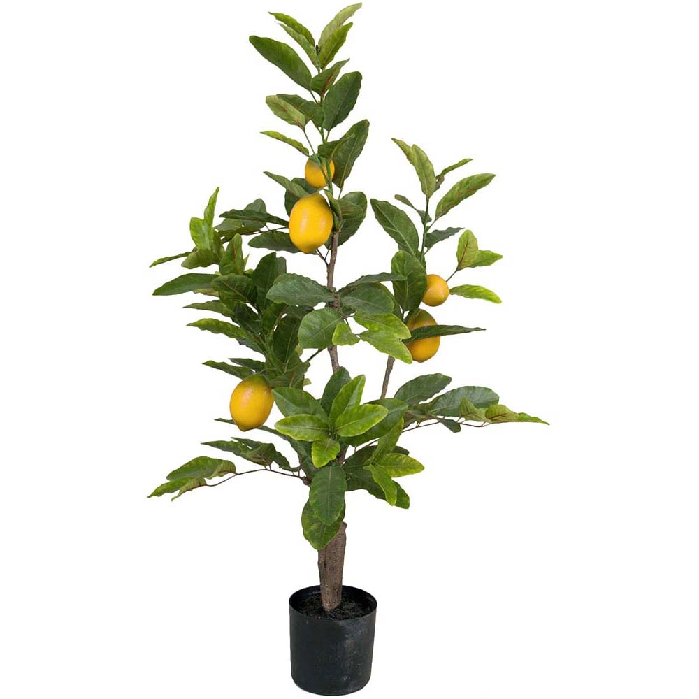 Citronträd små