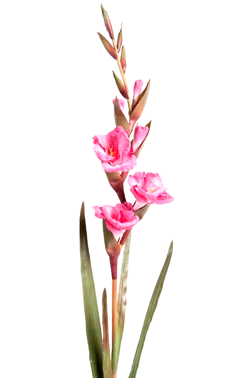 Snittblommor tropiska