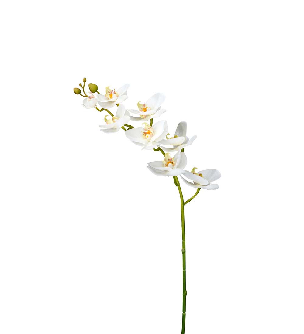 Snittblommor tropiska