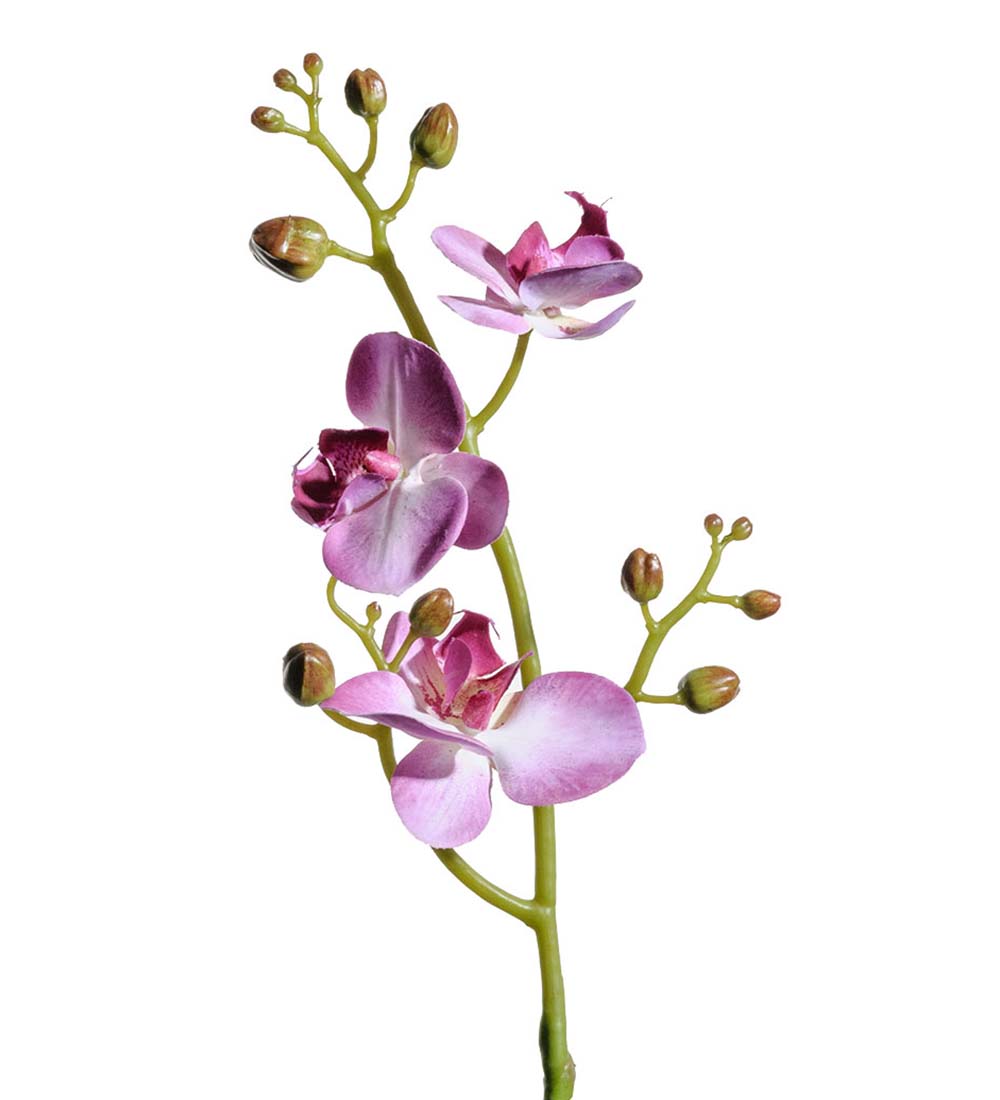 Snittblommor tropiska