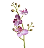 Snittblommor tropiska