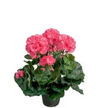 Blommande krukväxter konst