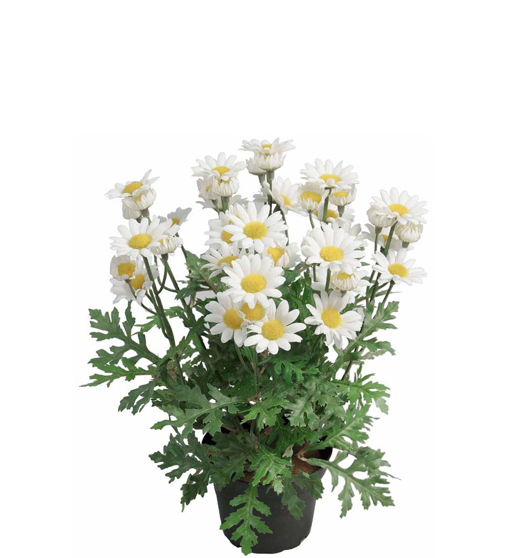 Blommande krukväxter konst