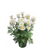 Blommande krukväxter konst