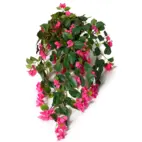 Snittblommor tropiska