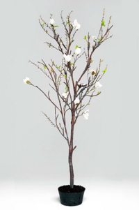 Magnolia konstträd