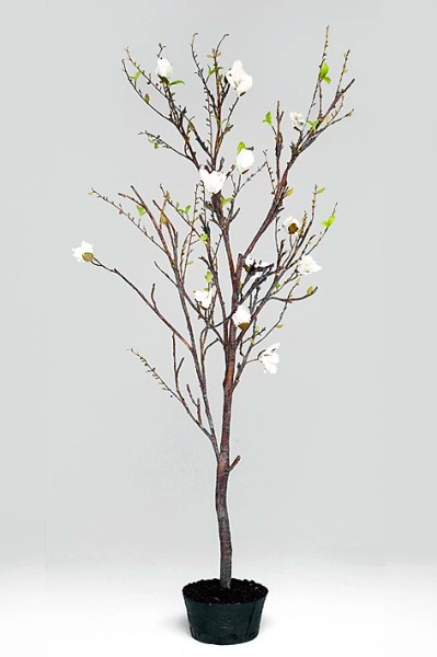 Magnolia konstträd