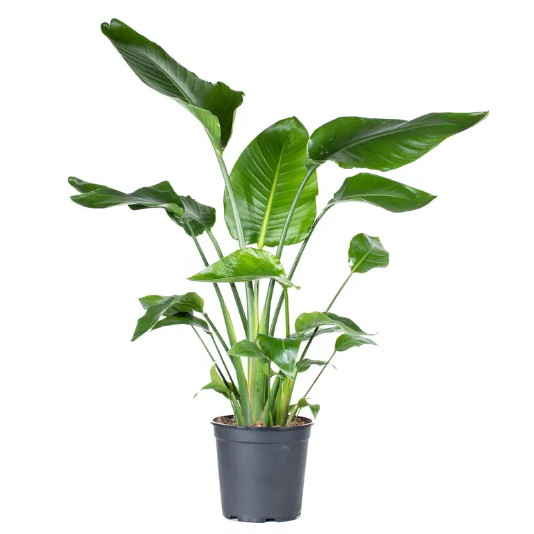 Papegojblomma äkta
