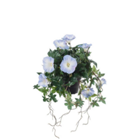 Blomma för dagen ljusblå