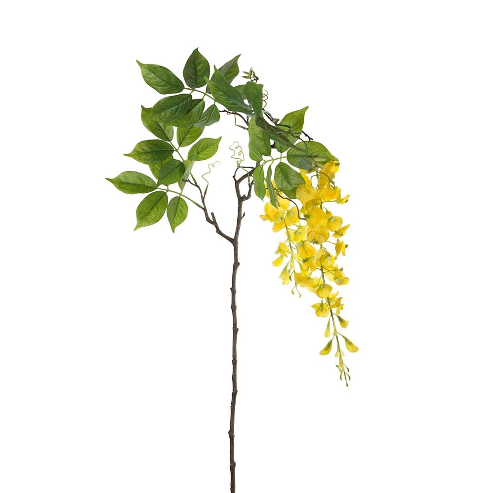 Visteria gul & orange