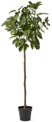 Fikonträd konst
