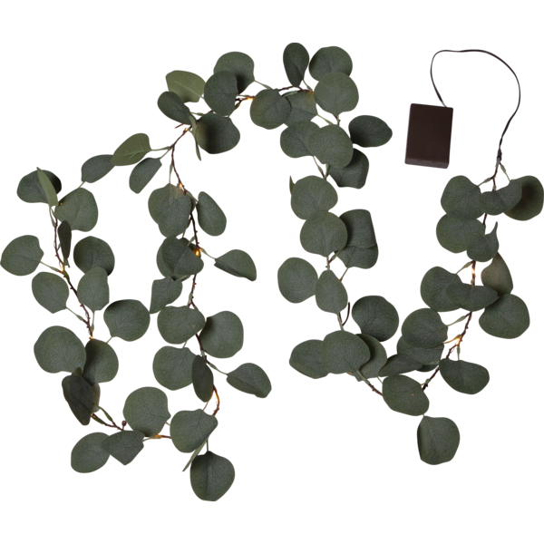 Eucalyptus girlang batteridr
