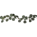 Eucalyptus girlang batteridr