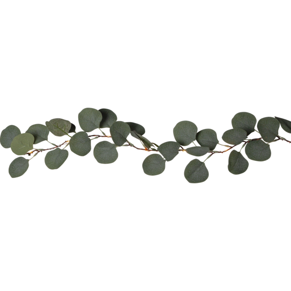 Eucalyptus girlang batteridr