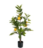 Citronträd 65-90cm