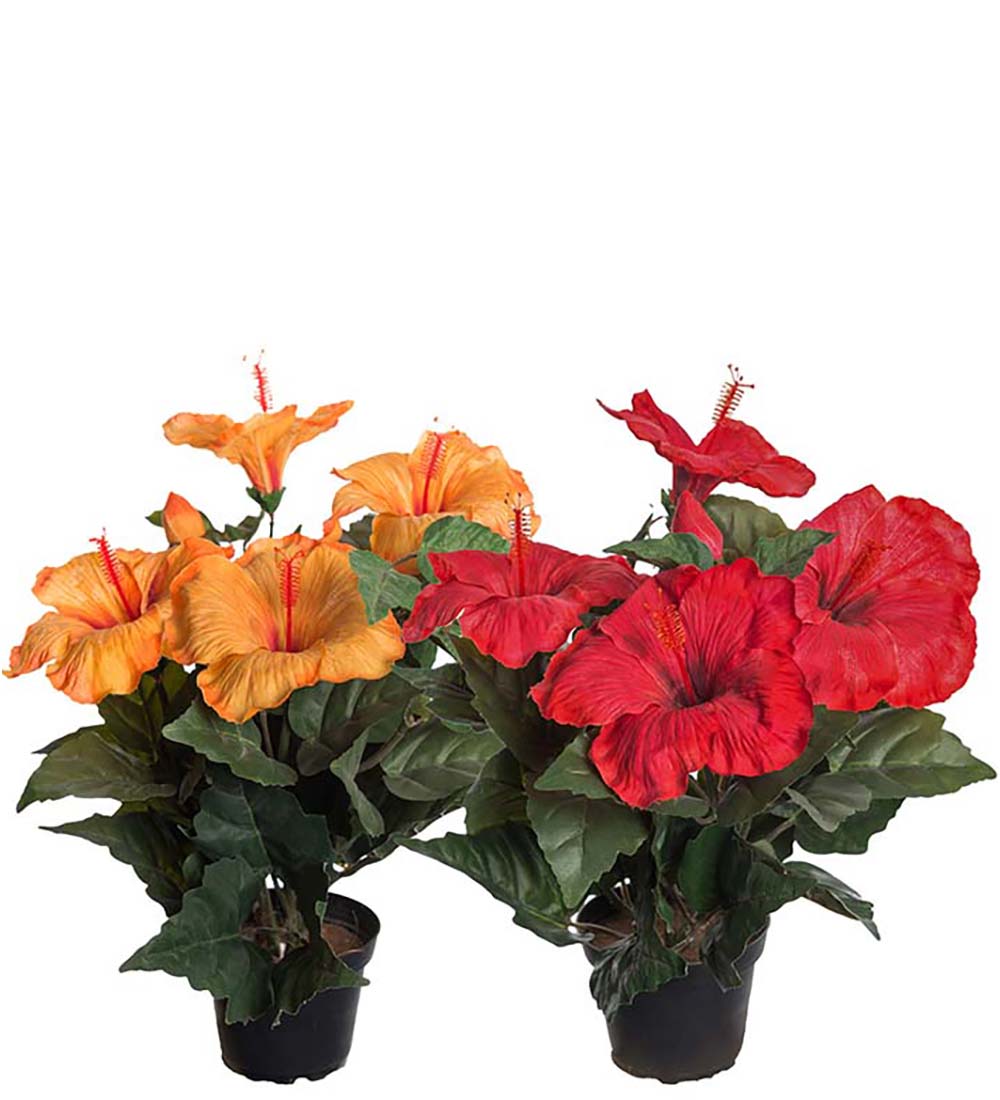 Blommande tropiska konstväxter