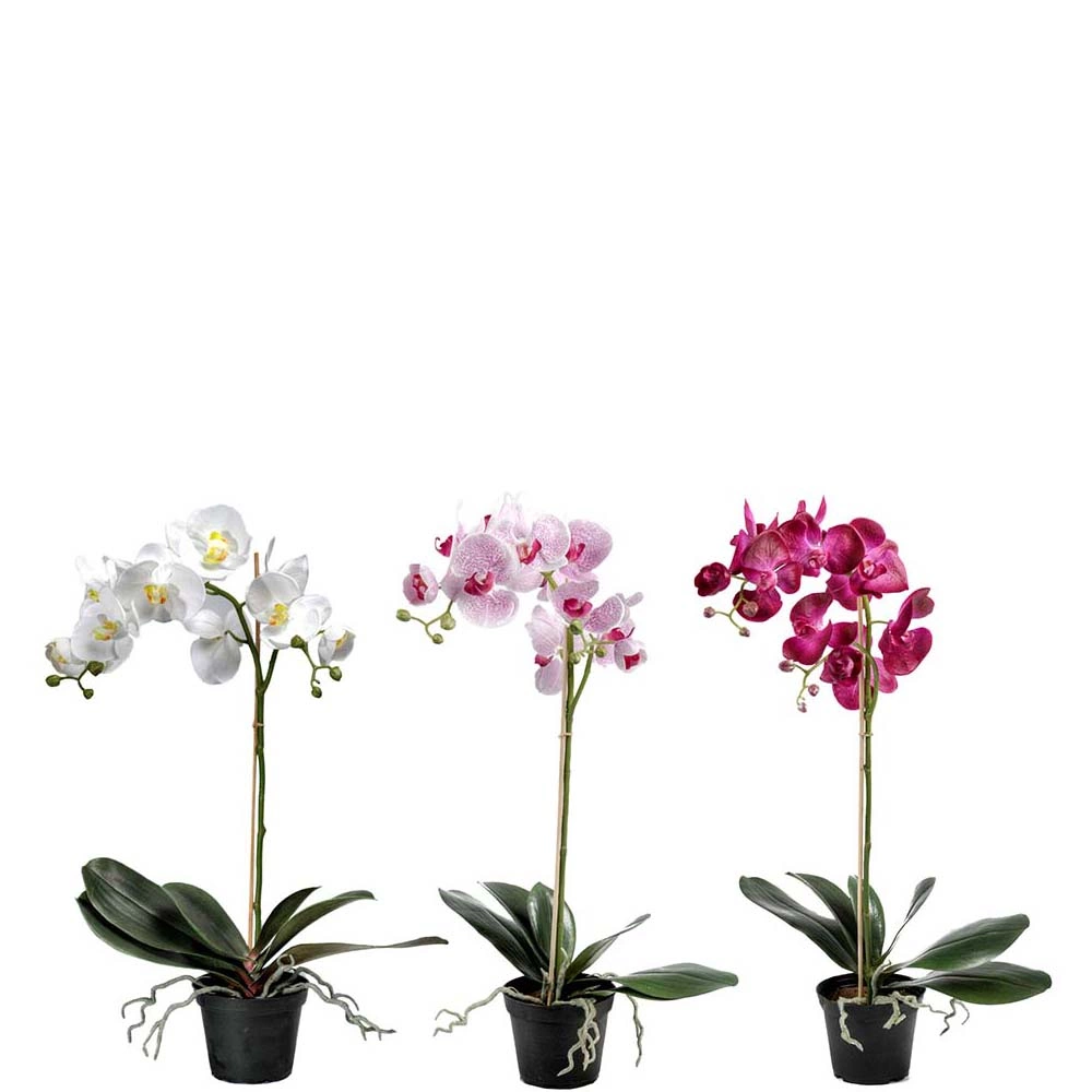 Blommande tropiska konstväxter