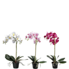 Blommande tropiska konstväxter