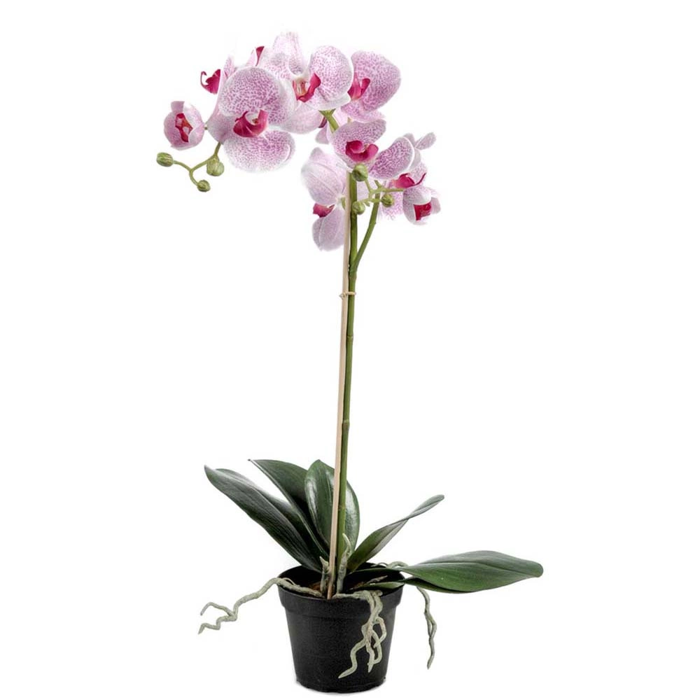 Blommande tropiska konstväxter