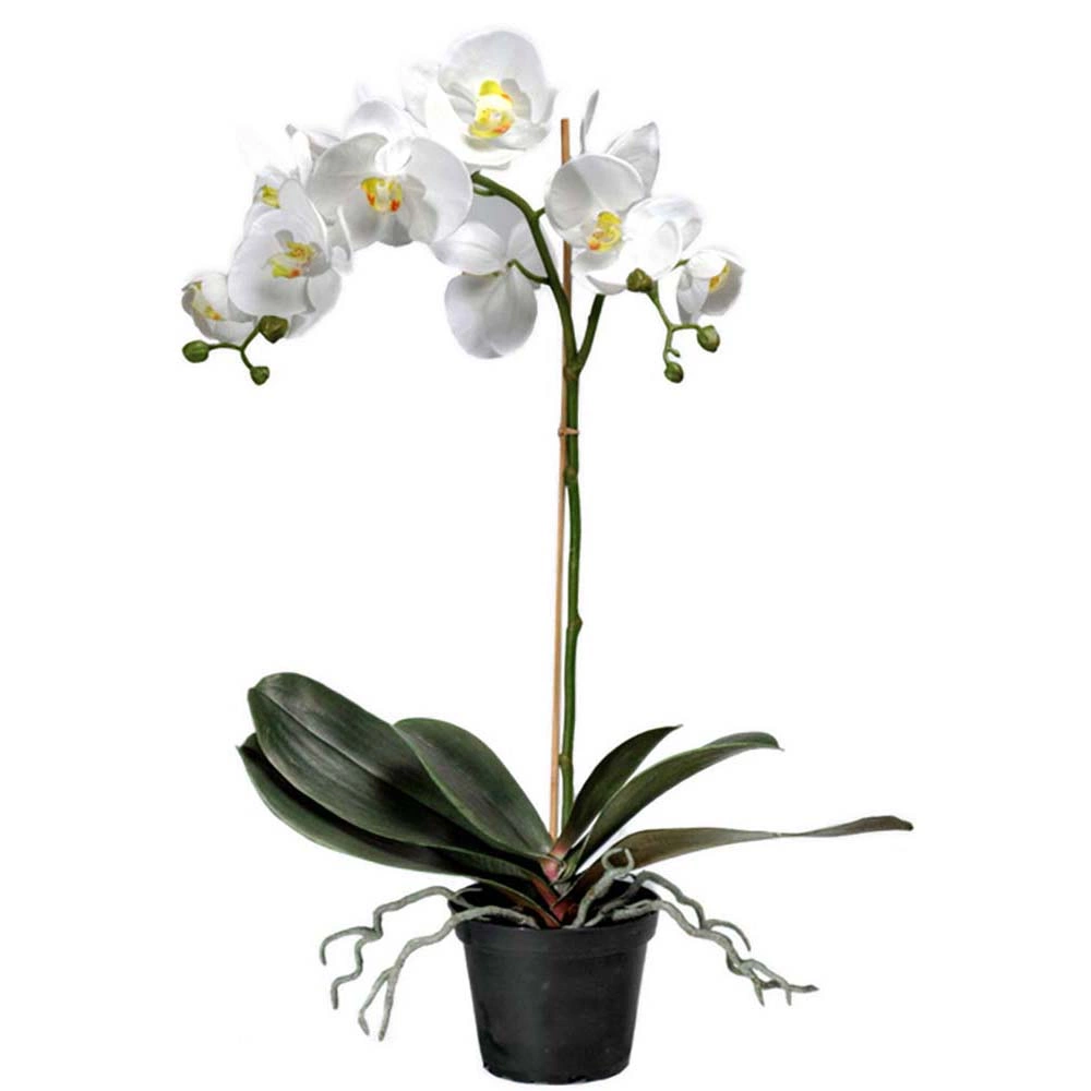 Blommande tropiska konstväxter