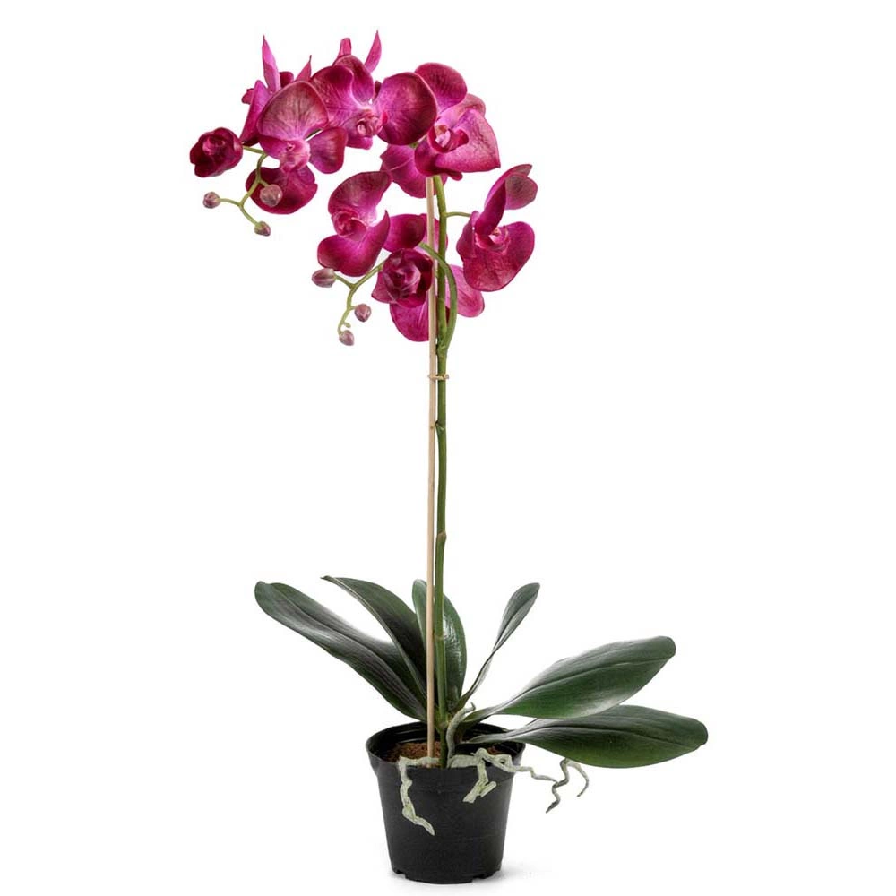 Blommande tropiska konstväxter