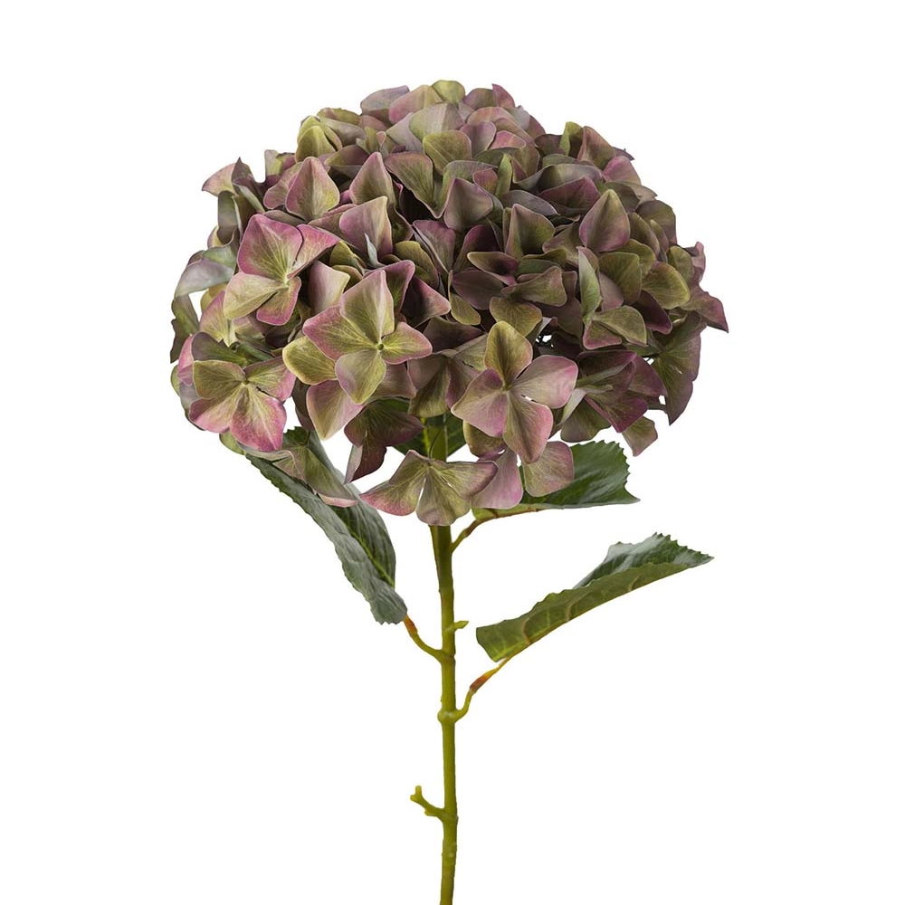 Hortensia höst 110cm