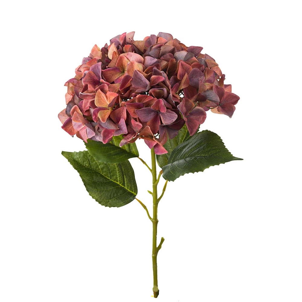 Hortensia höst 110cm