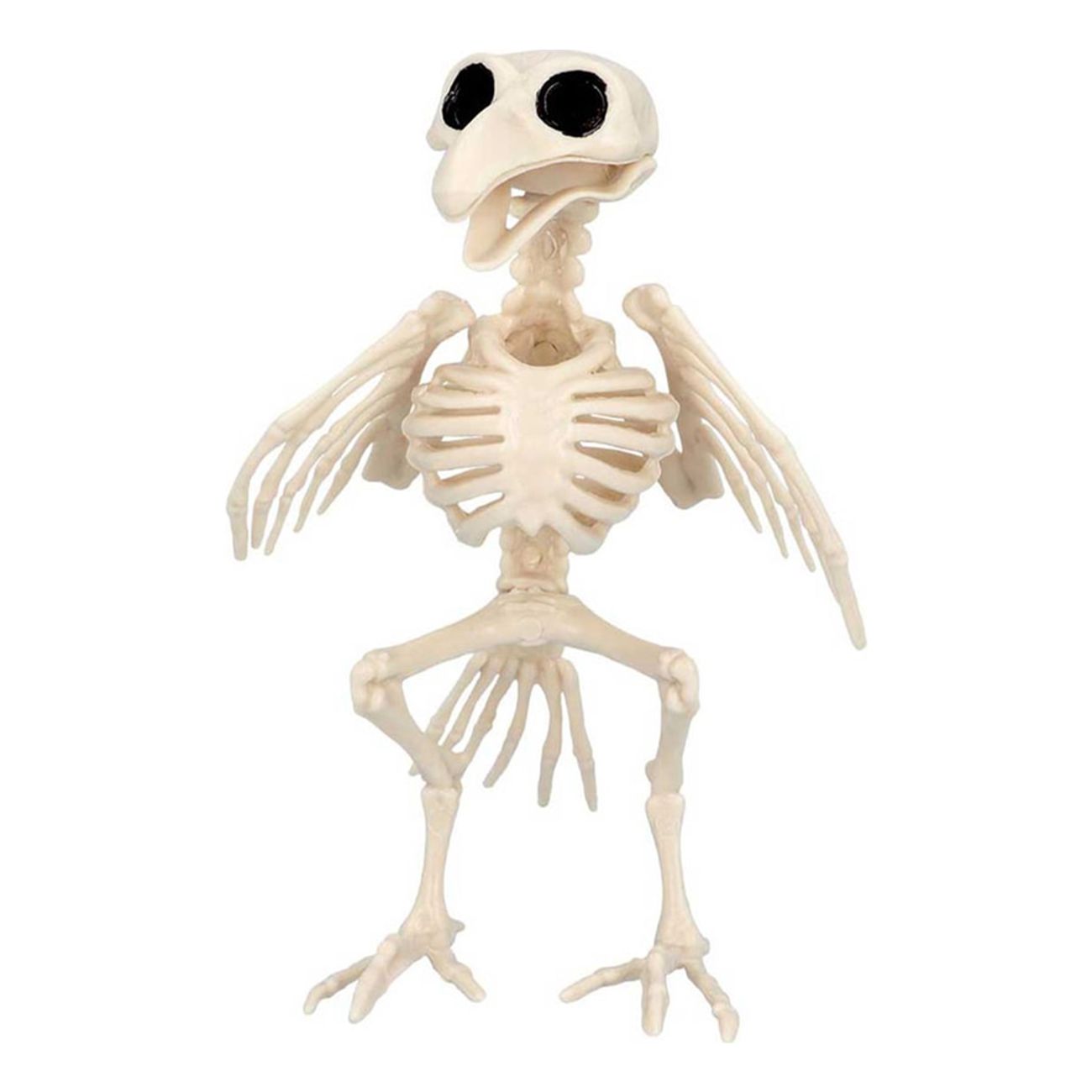 Fågel skelett