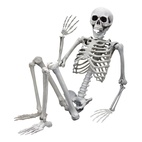 Skelett människa 170cm
